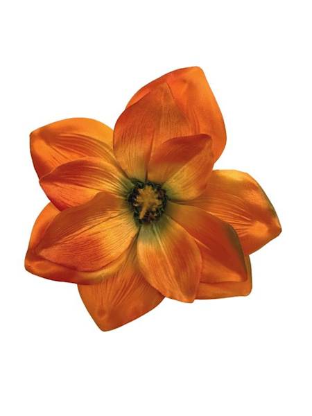 Magnolia główka 22 cm pomarańczowa