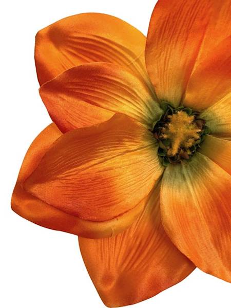 Magnolia główka 22 cm pomarańczowa