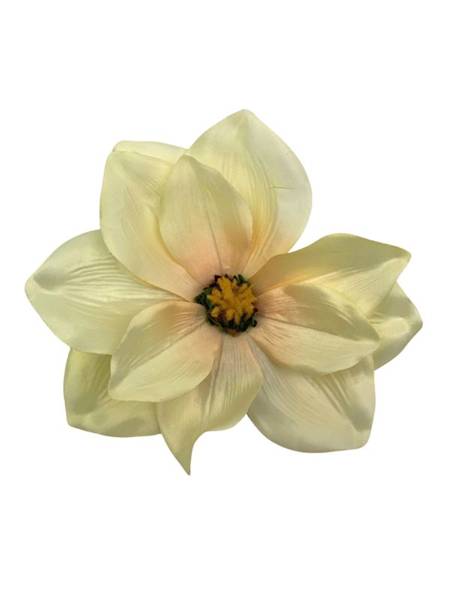 Magnolia główka 22 cm kremowa
