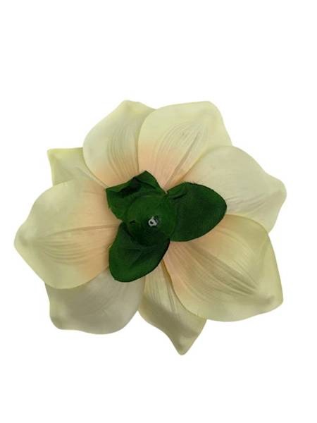 Magnolia główka 22 cm kremowa