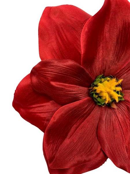 Magnolia główka 22 cm czerwona