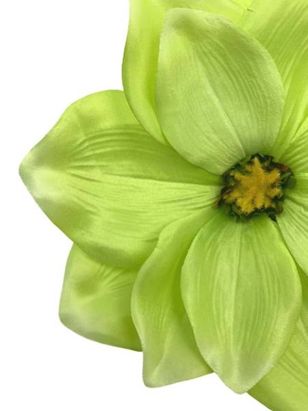 Magnolia główka 22 cm zielona