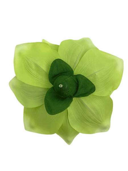 Magnolia główka 22 cm zielona