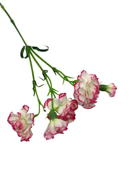 Goździk na gałązce 64 cm kremowo różowy