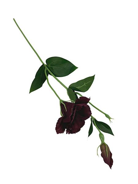 Eustoma gałązka 48 cm ciemny brąz