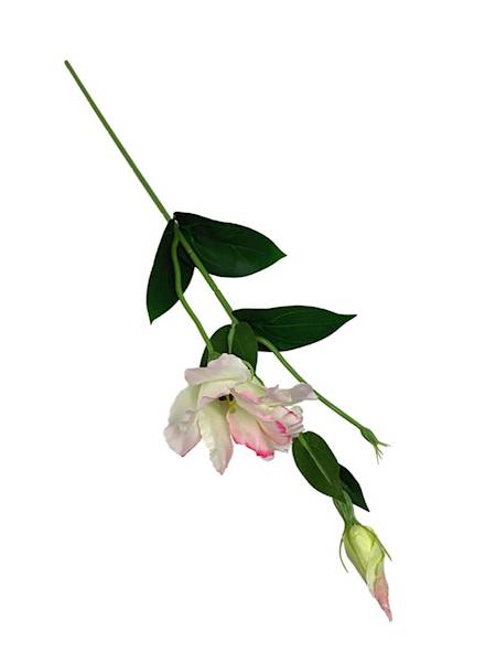 Eustoma gałązka 48 cm biała z różem