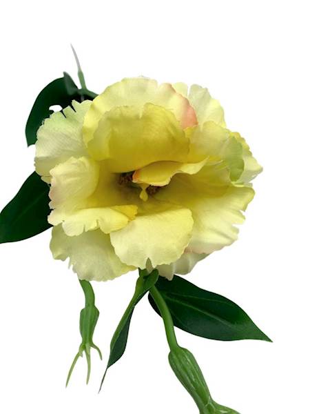 Eustoma gałązka 48 cm żółta z różem