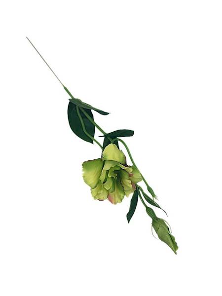 Eustoma gałązka 48 cm zielona z bordowymi akcentam