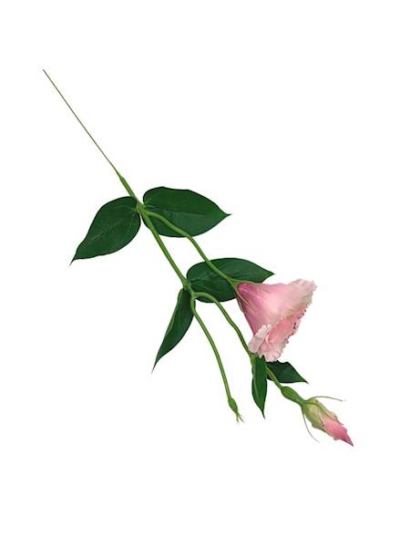 Eustoma gałązka 48 cm różowa