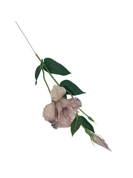 Eustoma gałązka 48 cm delikatny brąz