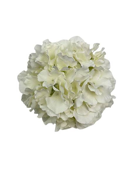 Hortensja duża główka 21 cm jasny kremowy
