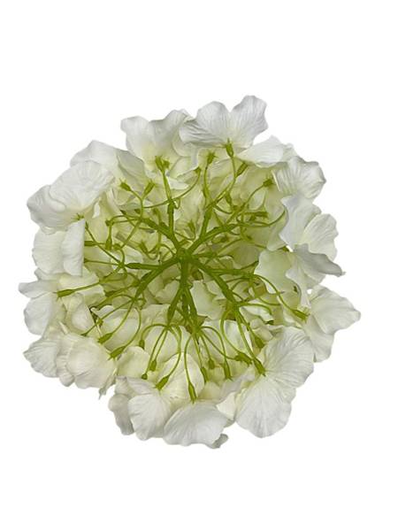 Hortensja duża główka 21 cm jasny kremowy