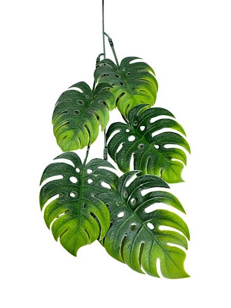 Monstera gałązka 55 cm jasno zielona