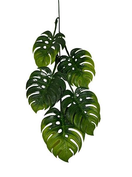 Monstera gałązka 55 cm zielona