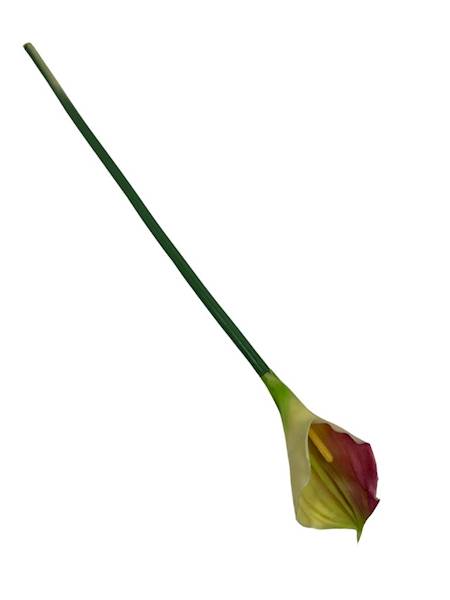 Kalia gumowa gałązka 70 cm jasna zieleń i róż