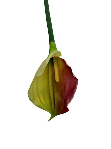 Kalia gumowa gałązka 70 cm jasna zieleń i róż