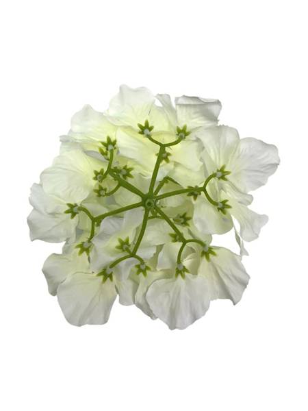 Hortensja główka 17 cm kremowa