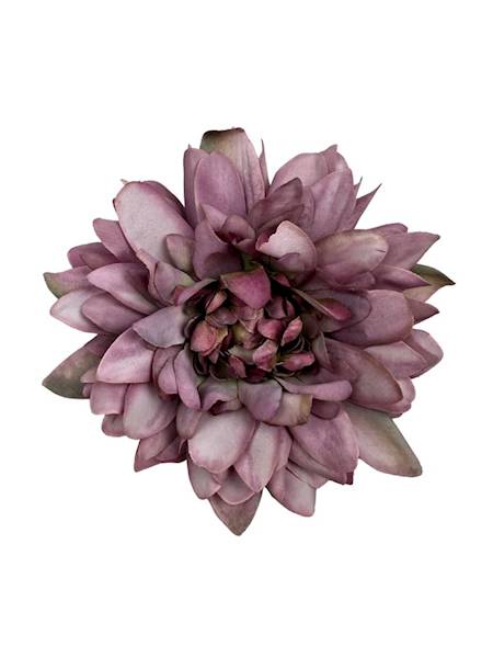 Dalia główka 11 cm fioletowa z zielonym