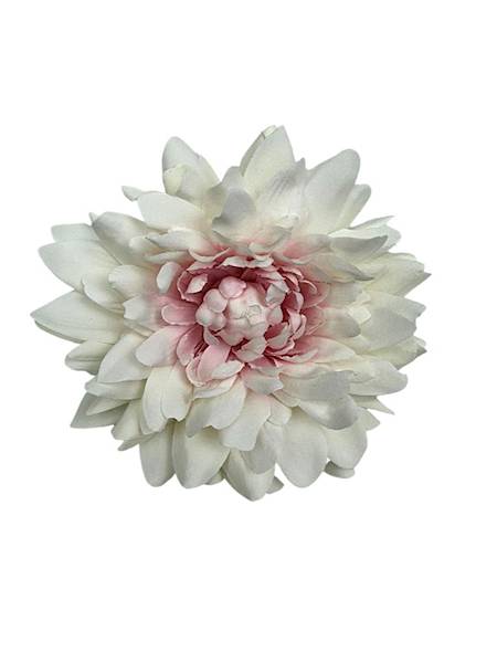 Dalia główka 11 cm biało różowa