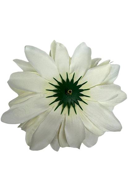 Dalia główka 11 cm biało różowa