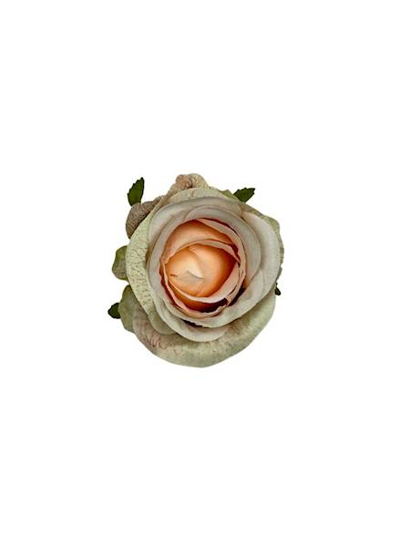Róża główka 6 cm kremowa z brzoskwiniowym środkiem