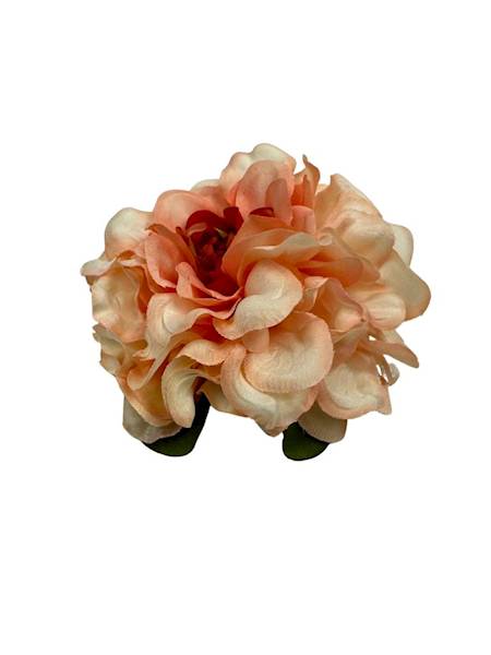 Cynia główka 10 cm brzoskwiniowa