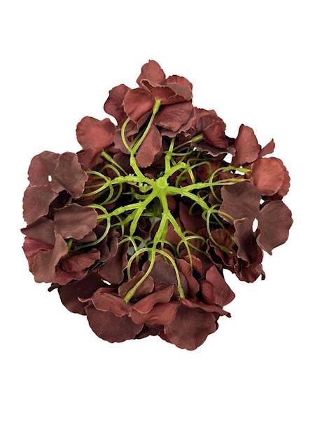 Hortensja główka 21 cm brązowa