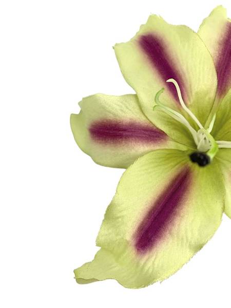 Lilia główka 20 cm zielona