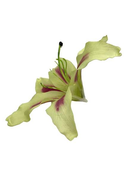 Lilia główka 20 cm zielona