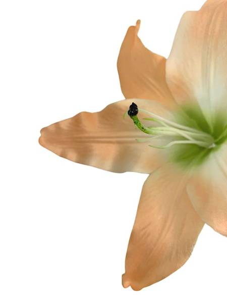 Lilia główka 20 cm pomarańczowa