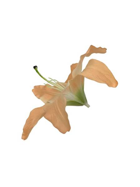 Lilia główka 20 cm pomarańczowa