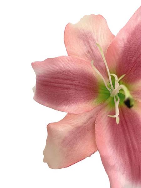 Lilia główka 20 cm różowa