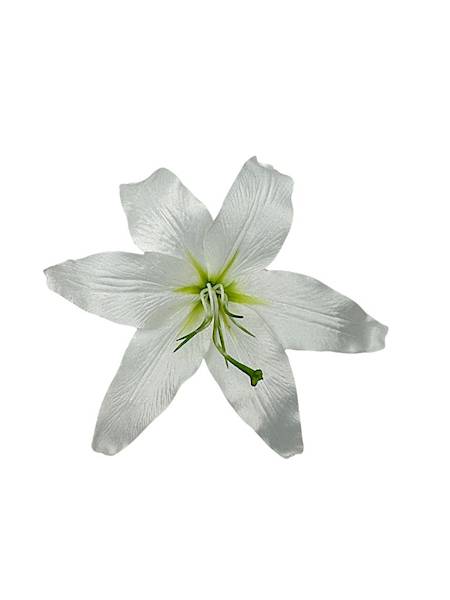 Lilia główka 20 cm biała