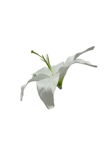 Lilia główka 20 cm biała
