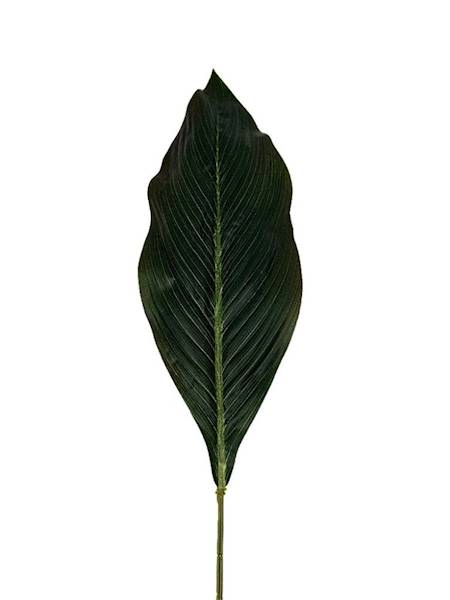 Liść kordyliny 80 cm zielony