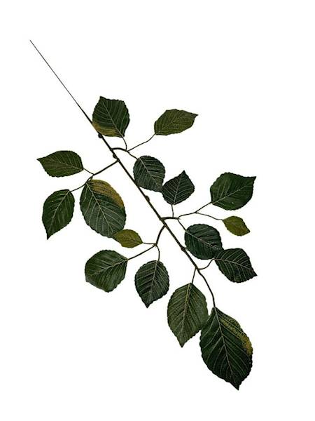 Liść buka gałązka 60 cm zielony z akcentami