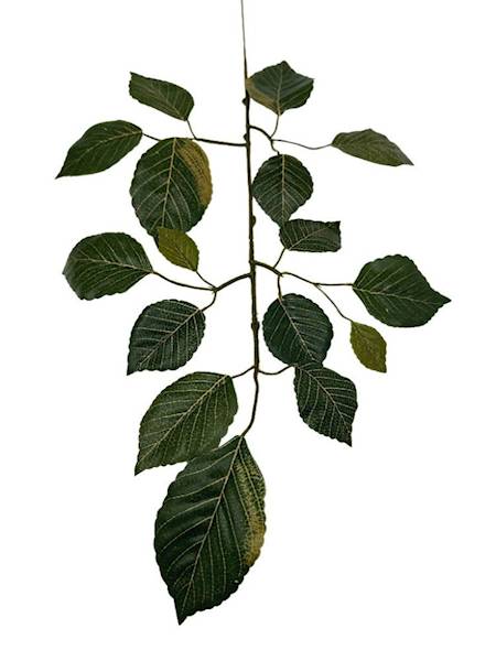 Liść buka gałązka 60 cm zielony z akcentami