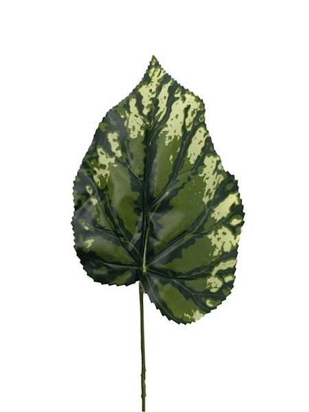 Liść begonii 50 cm