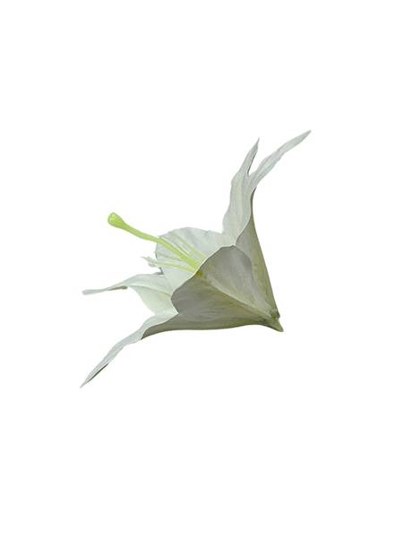 LILIA SILIKONOWA GŁÓWKA 20 CM BIAŁA