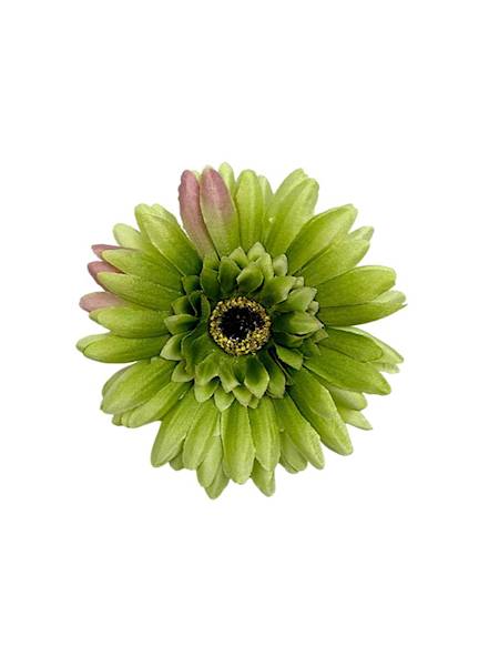 Gerbera główka 10 cm zielona