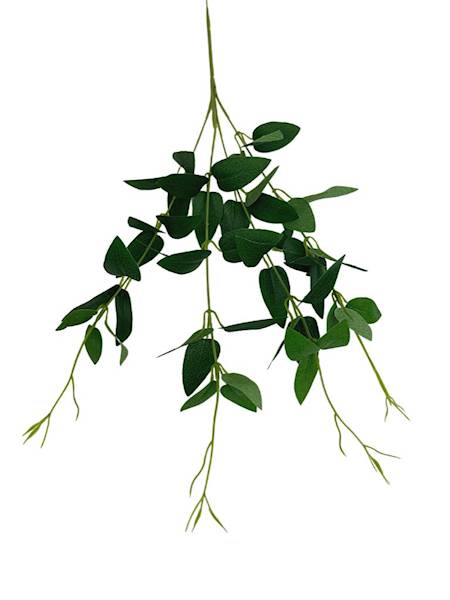 Ruskus gałązka 70 cm zielony