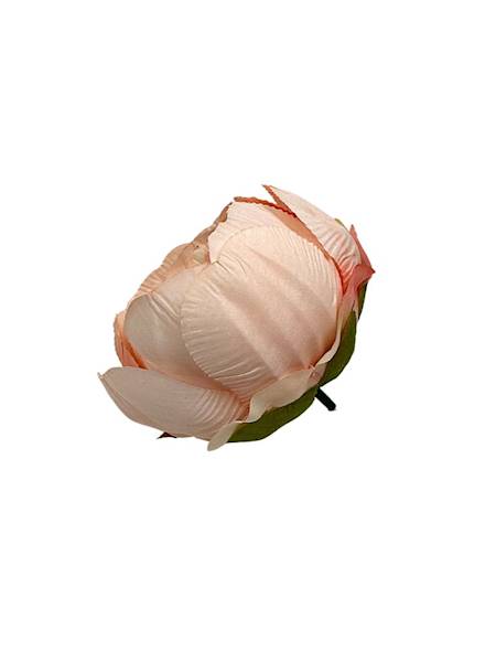 Piwonia główka 8 cm jasna brzoskwinia