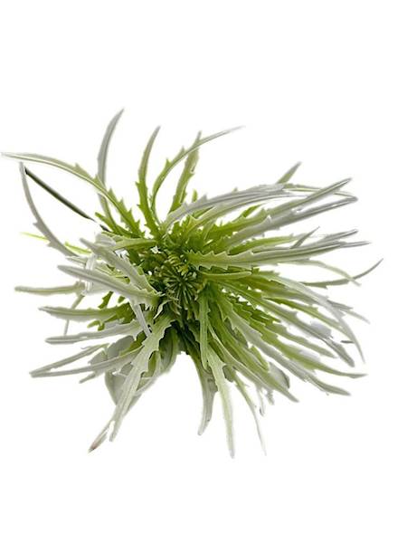 Dziewięćsił biało zielony 70 cm