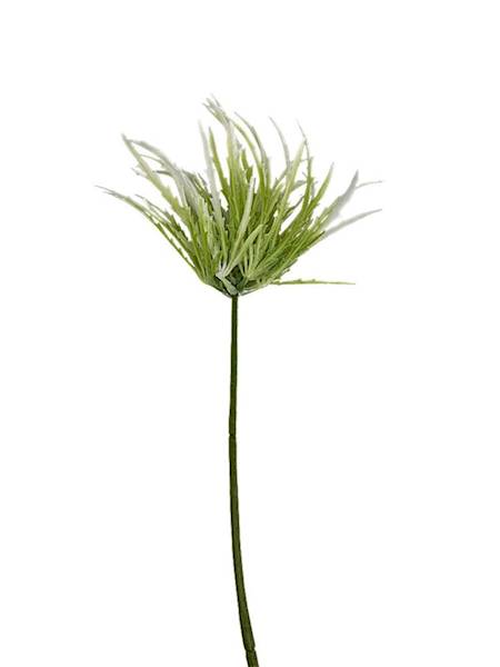 Dziewięćsił biało zielony 70 cm