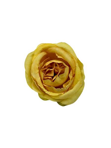 RÓŻA GŁÓWKA 8 CM ŻÓŁTA