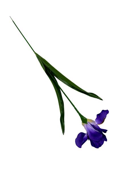 Irys gałązka 58 cm ciemny fiolet
