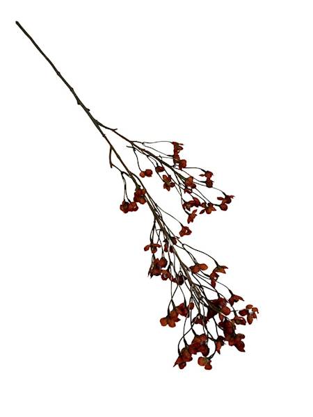 Żarnowiec gałązka 90 cm pomarańczowy