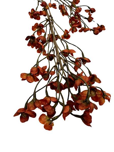 Żarnowiec gałązka 90 cm pomarańczowy