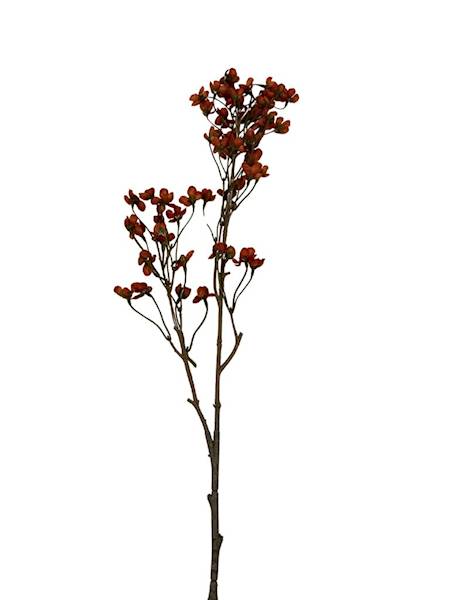 Żarnowiec gałązka 90 cm pomarańczowy