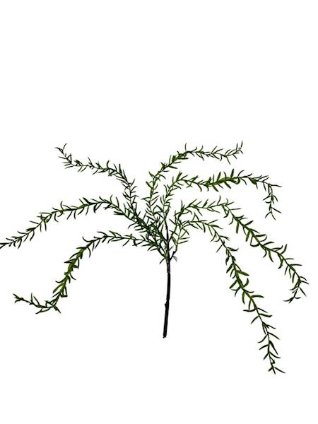 ZWIS ASPARAGUS 66 CM